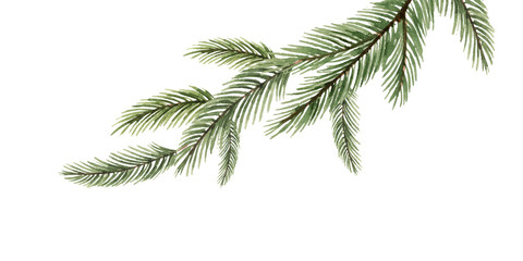 Watercolor vector green spruce branch, Christmas tree.