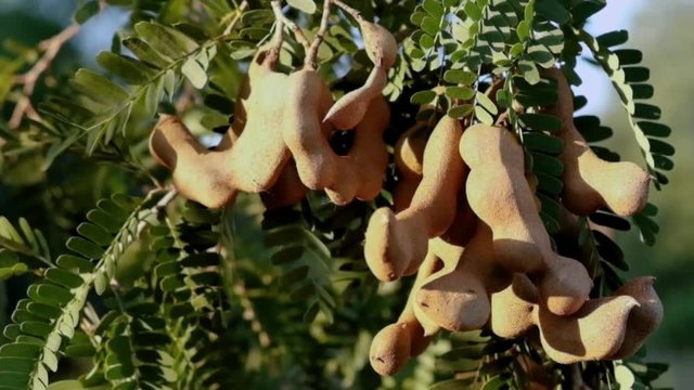 Tamarind wavering in the afternoon