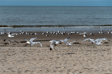 mouettes sur la plage du Touquet dans le Nord de la France