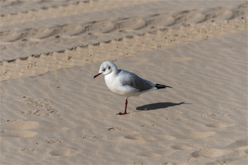 mouettes sur la plage du Touquet dans le Nord de la France