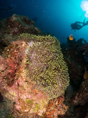coral under the sea