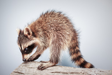 portrait of little playful racoon animal, close up