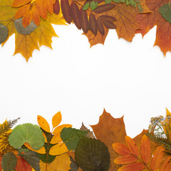 Autumn falling maple leaves isolated on white background. Flatlay