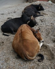 brown and black cattle