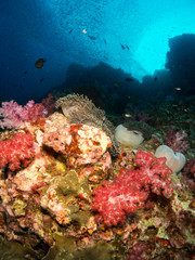 coral under the sea