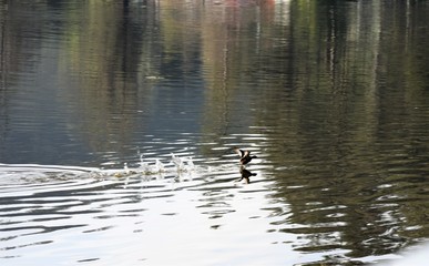 Fototapeta na wymiar flying bird on the water