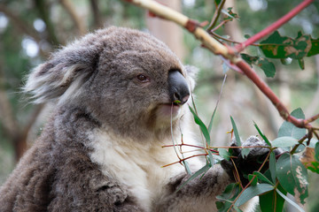 a koala eat eucalyptus in the forest