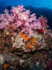 Plakat coral under the sea
