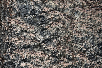 Bird colony on basalt rocks - Arctic - Franz Josef Land
