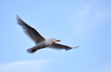 Glaucous Gull (Larus hyperboreus) on the wing - Arctic