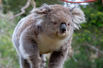 a smiling koala walk in the eucalyptus forest 