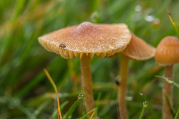 pilze