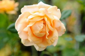 バラの花　オレンジ色