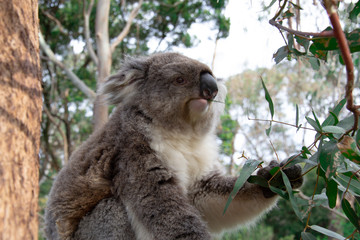 a beautiful koala eating eucalyptus in the forest