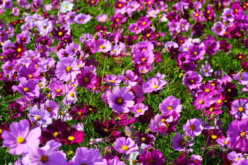 三光のコスモス