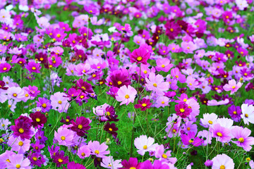 三光のコスモス