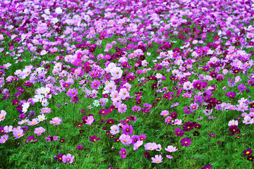 三光のコスモス