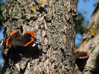 Beautiful butterfly on a tree in summer