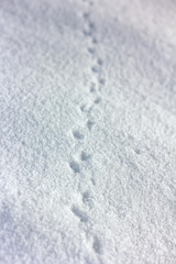 Detailaufnahme von Schnee mit kleinen Fußabdrücken