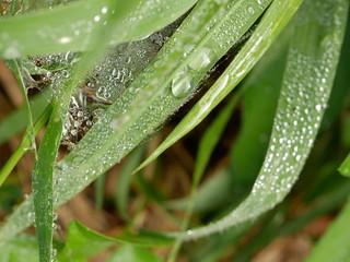 Dew drops on leaves of the grass in the morning, background in nature, macro.
