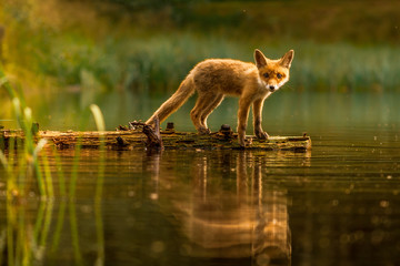 Cute Red Fox, Vulpes vulpes in fall forest. Beautiful animal in the nature habitat. Wildlife scene...