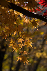 autumn leaves in field