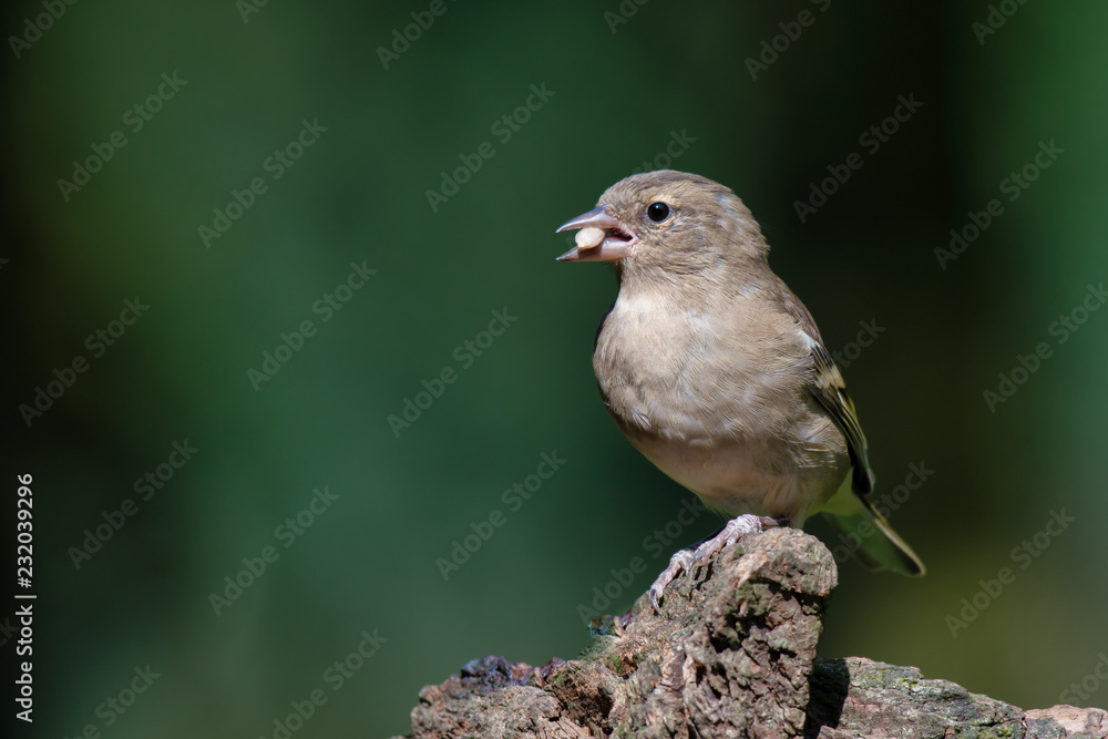 Poster A profile portrait of a female chaffinch. The bird is perched on a log looking to the left. It has a seed in its beak and there is copy space all around