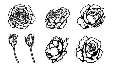 Rose ornament vector by hand drawing.Beautiful flower on brown background.Golden celebration rose lace vector art highly detailed in line art style.Flower tattoo for paint or pattern.