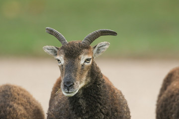 A beautiful Soay sheep (Ovis aries) head shot