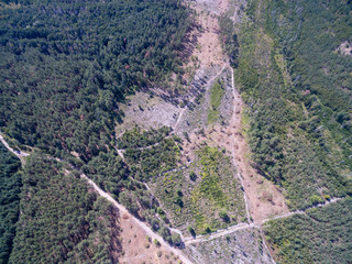  road in the forest, view from above