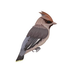 Obraz premium Waxwing bird with silky plumage and crest. Small passerine songbird. Fauna and ornithology theme. Flat vector icon