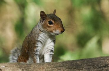 Naklejka na ściany i meble A curious Grey Squirrel (Scirius carolinensis) looking over a log.