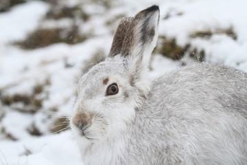 A head shot of a magnificent Mountain Hare (Lepus timidus) in its winter white coat in a snow blizzard high in the Scottish mountains.	