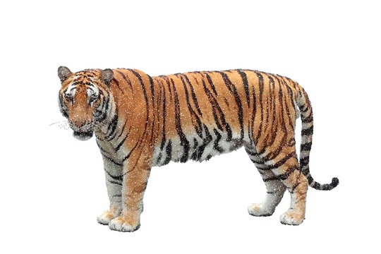 Tiger. Isolated on white background. Vector illustration.