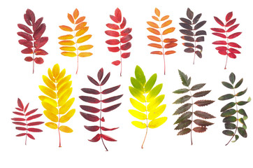 Leaves of rowanberry isolated on the white background.