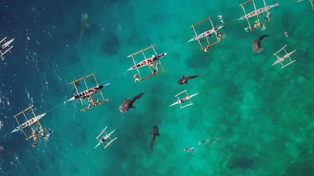 Zoom in aerial view of tourists swimming with whale sharks, Oslob, Philippines.