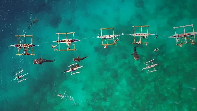 Close aerial view of tourists swimming with whale sharks, Oslob, Philippines.