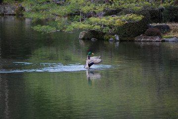 Fototapeta na wymiar duck in the lake begin to fly