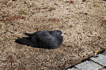 black pigeon on the ground