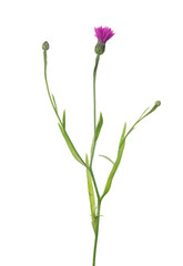Fototapeta na wymiar dark pink cornflower with three buds on white