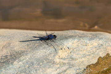 Blue Dragonfly On a rock in a stream.
