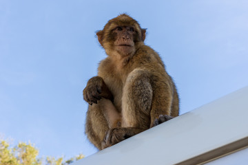 monkey sitting on the sky