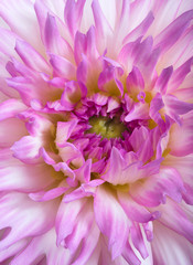Obraz premium pink and white dahlia bloom closeup
