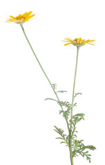 isolated golden two blooms on thin stem