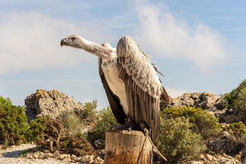 vulture standing on a stump