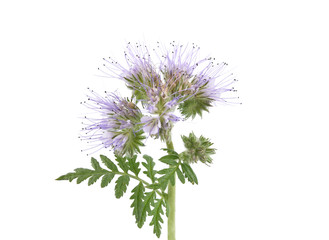 Bienenweide auf weiss