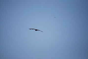 eagle flying in the blue sky