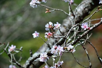 冬桜