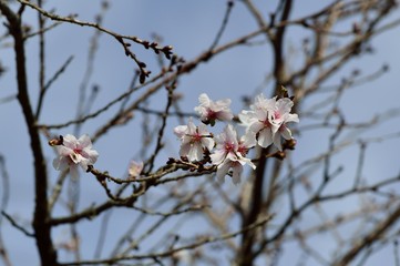 冬桜