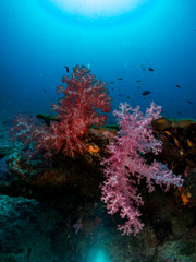 Plakat coral under the sea